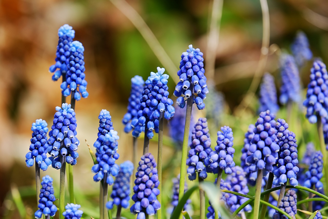Jacinthe : Une fleur parfumée pour égayer votre jardin